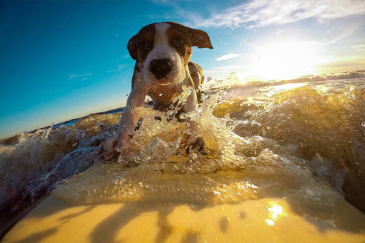 9 tips for beginner surfers
